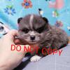 Gorgeous Male merle Pomeranian puppies for sale 