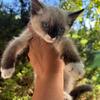 Snowshoe siamese kittens 