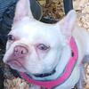 RARE FULL AKC French Bulldog