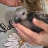 Baby Congo African Grey Super Sweet 