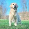 Imported Golden Retriever stud, full OFA''S