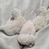 TICA registered ragdoll kittens
