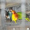 Lovebirds fishers and roseicolie