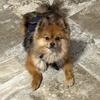 AKC Registered Pomeranian Stud 