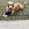 14 month old female Golden Retriever to a good home