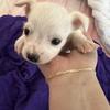 One chihuahua left!