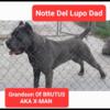 Blue Cane Corso for stud 