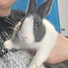 Dutch bunnies Looking for homes