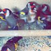 European goldfinch sale $200 each