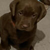 Beautiful Labrador puppies. AKC. Chocolate.  Ready for Xmas