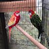 Rosellas - Pretty Birds - $550 (Charlotte)
