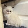 Ragdoll Kittens