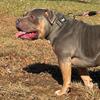⭕️⭕️💯American bully 💯⭕️⭕️