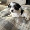 Beautiful registered Yorkie puppy 8 weeks old 
