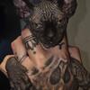Sphynx Female Available