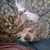 Siamese kitten due 8/13