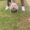 Adult Female bully available!! 