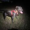 Bandog Female 10 month old