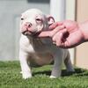 American Bully / Exotic Bully 