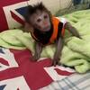  Adorable Capuchin Monkey for Sale 