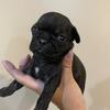 Pug puppies 