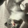 Adorable Scottish Fold Mix Kitten Looking for a Loving Home! 