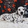 Dalton-Handsome AKC Male Dalmatian Puppy