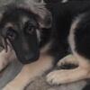 German Shepard Puppie Male