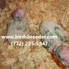 More baby Brown-Necked (Cape) Parrots available at $3,000 ea if at least 2 taken ea time 