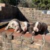 Old English Bulldog Puppies 