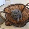 Britishshort hair Kitten