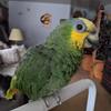 amazon parrot