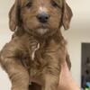 Female Goldendoodle Puppy Pink Collar
