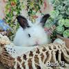 English Angora Buck