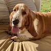 Basset Hound female