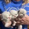 CFA Registered Persian kittens 