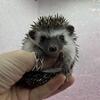 Hedgehog Babies Available