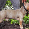 Tri Lilac American Bully for Stud