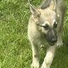 German Shepherd Puppies - 4 months old