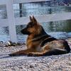 German Shepherd Male Puppies