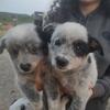 Blue Heeler puppies