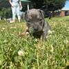 Beautiful Pitbull Puppies OTTAWA AREA