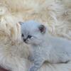 PerBrits kittens 