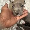 💥 Beautiful Pitbull Puppies for Sale – Loving Homes Only!