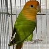 Opaline lovebird pair 