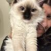 Purebred mitted seal point male ragdoll kitten 