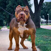 Chocolate Tri Male Bully