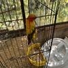 Sun Conure Parrot - $650 (Charlotte)