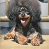 AKC Phantom toy poodle STUD ONLY