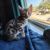 Bengal kitten for adoption (free - read description)
